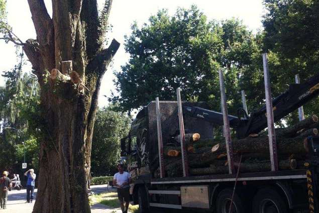 Grashoek bomen rooien